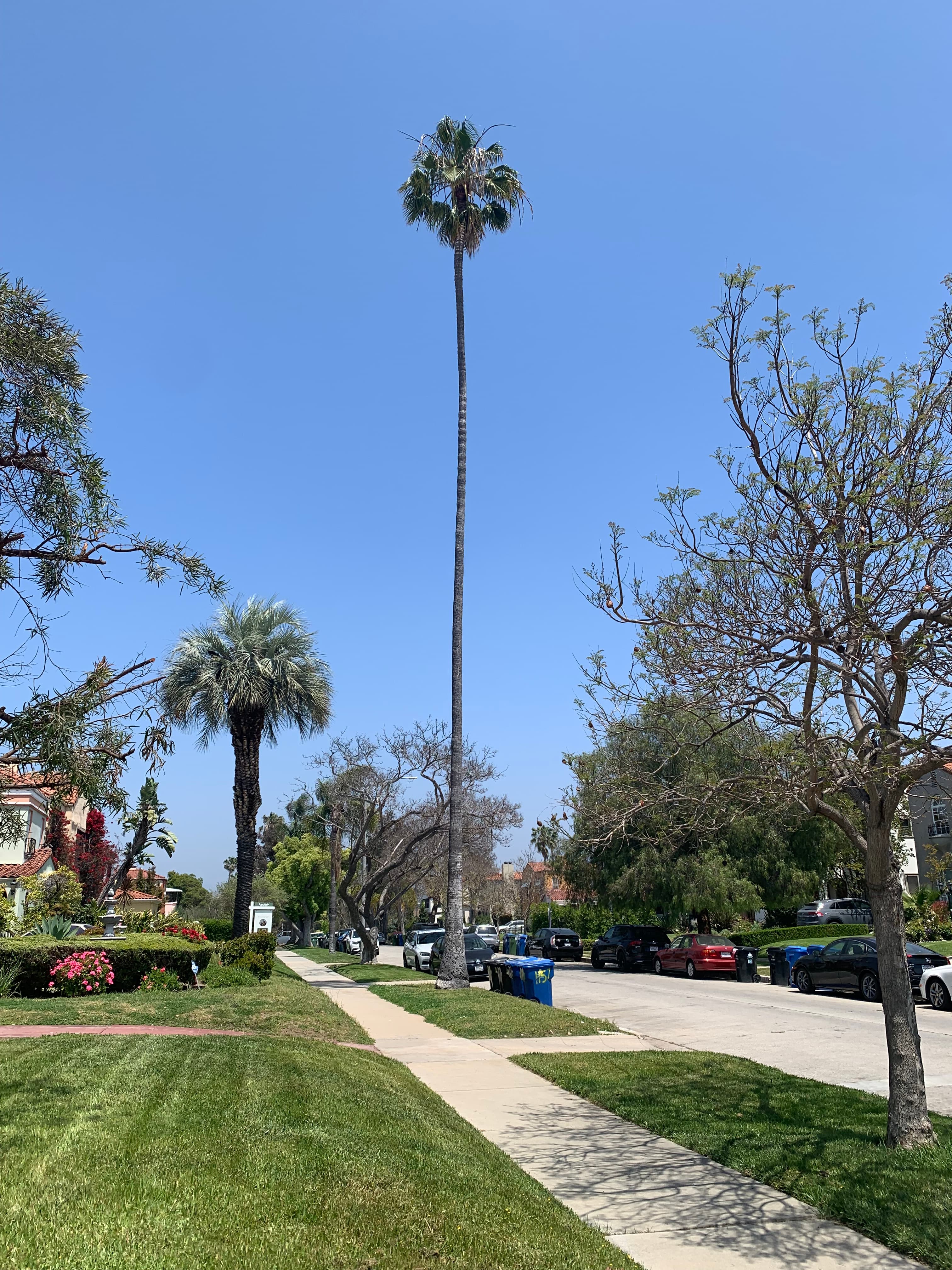 los-angeles-with-bluebottle
