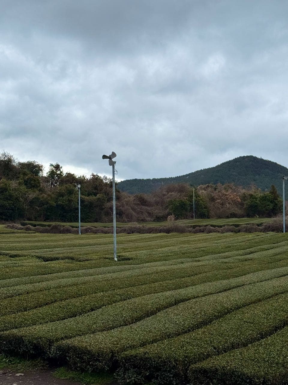2025 jeju island trip-20