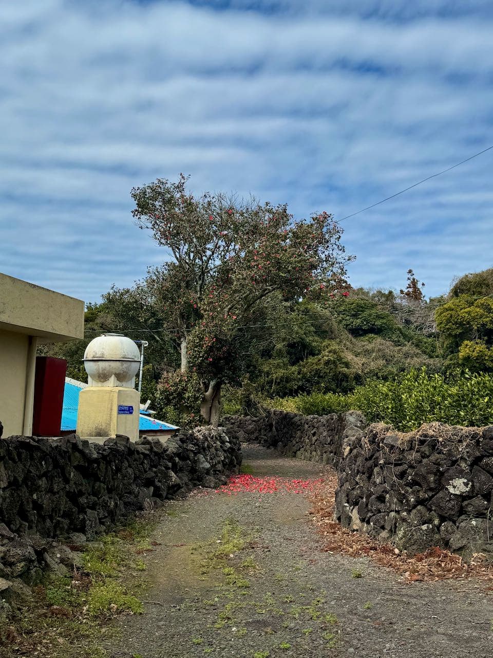 2025 jeju island trip-5