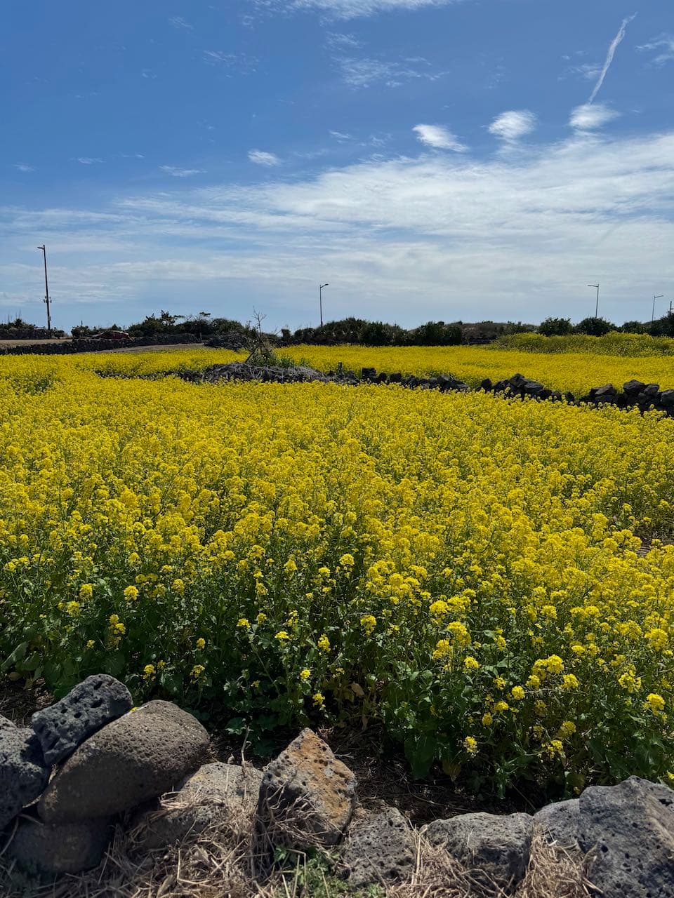 2025 jeju island trip-7