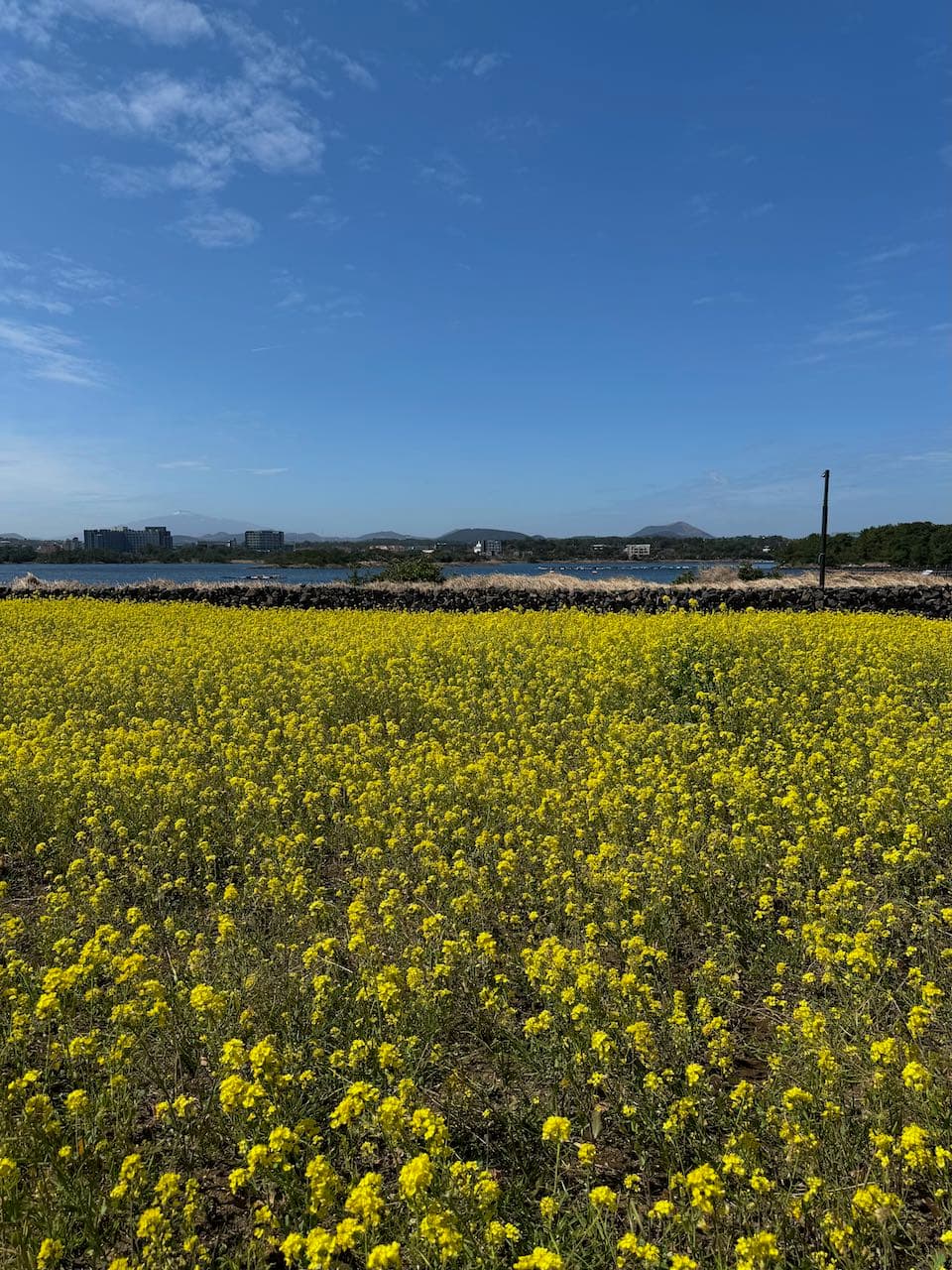 2025 jeju island trip-8