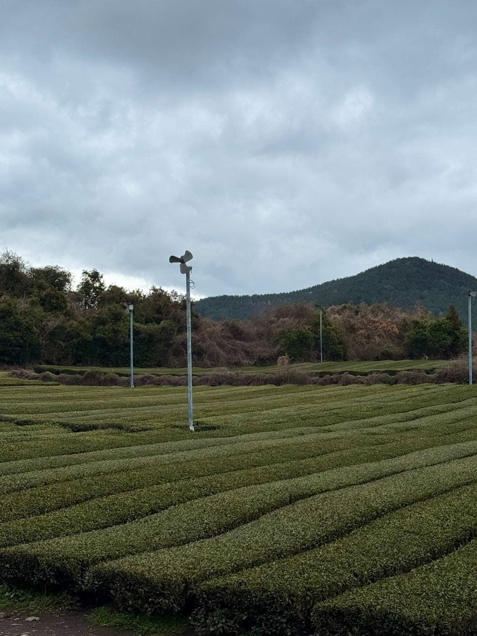 jeju-20