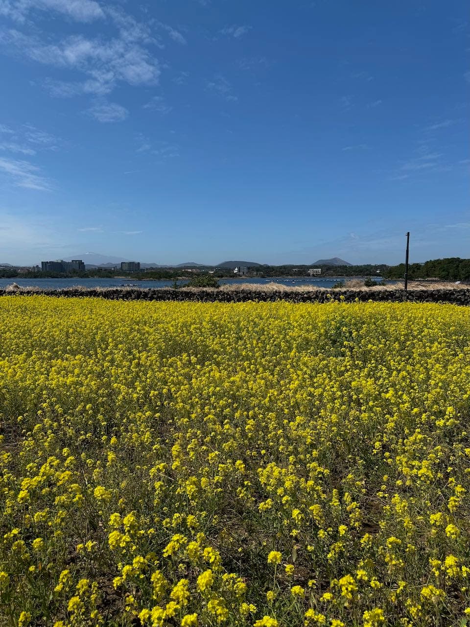 jeju-8